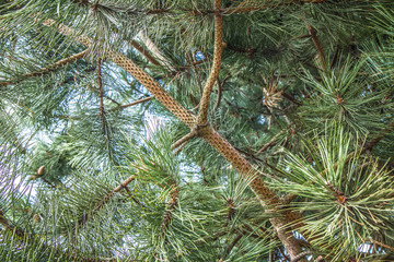 The black pine tree with some cones on a branch