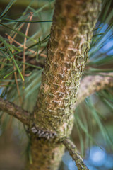 The black pine tree branch - with close up on the bark