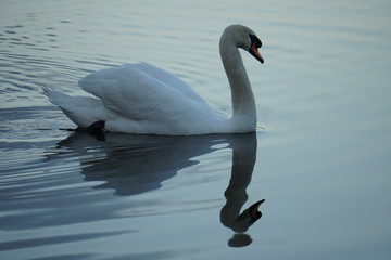 Evening Swan