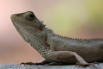 Lizard on the wall