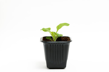 Young green sprout of petunia grows in a pot for seedlings isolated on white background. Close-up.