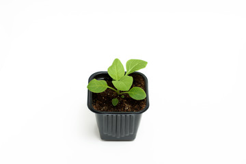 Young green sprout of petunia grows in a pot for seedlings isolated on white background. Close-up.