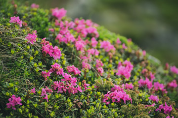 Rhododendron flowers in nature