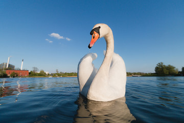 Swan in blue water wide angle lens, low angle shot