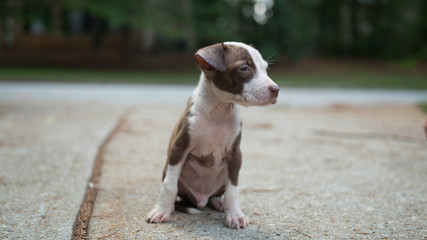 Pitbull puppy sitting in driveway