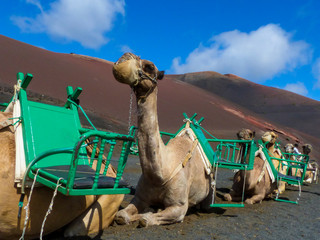 camel in desert Lanzarote