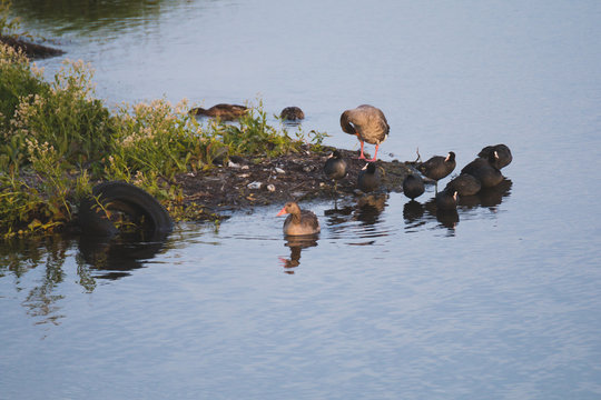 Gooses and Coots birds on side of cosat polution in water car tire © DBA
