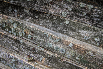 Wooden background - planks with some fungus growing on them