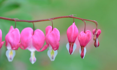 Fototapeta premium Tränendes Herz