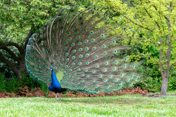 Obraz premium peacock on the grass in the forest