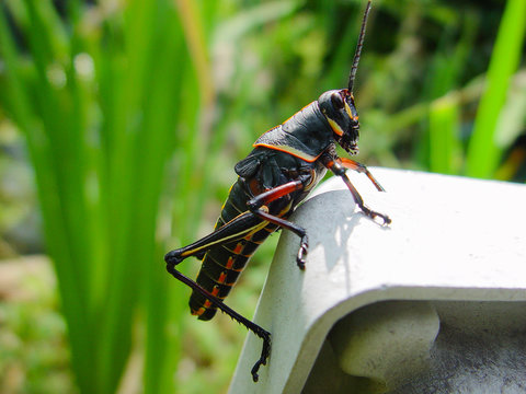 Black & red large adult grasshopper on chair