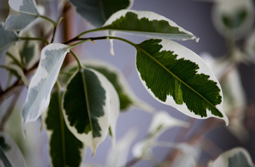 Ficus Blätter