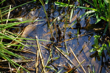 Marsh Grass