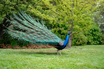 peacock on the grass in the forest