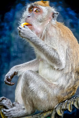 Malasian monkey eating