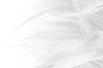 Fototapeta na wymiar Beautiful macro white feather pattern texture background