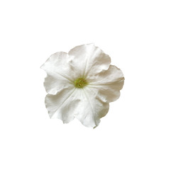 A flower of white petnia isolated on a white background.