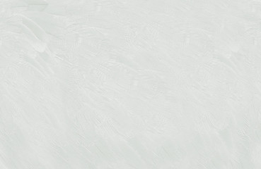 Beautiful macro white feather pattern texture background