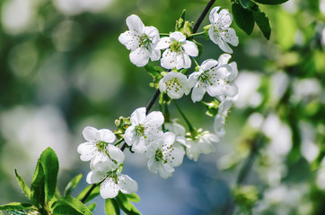 Cherry flowers frame