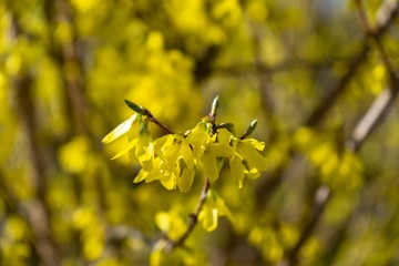 Spring tree flowering - Forsythia flower. Slovakia