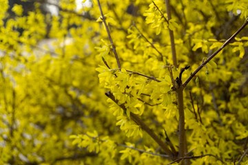 Spring tree flowering - Forsythia flower. Slovakia