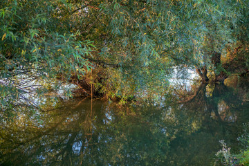 trees in the river water after flood 