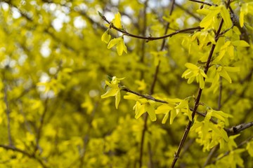 Spring tree flowering - Forsythia flower. Slovakia