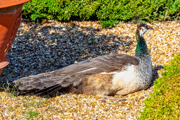 Peahen - female Indian or green peafowl in British Park - Warwick, Warwickshire, United Kingdom