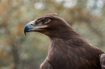 portrait of an eagle in the nature
