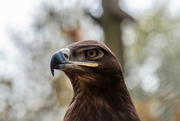 portrait of an eagle in the nature