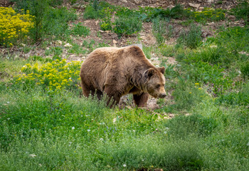 picture of a bear in the nature