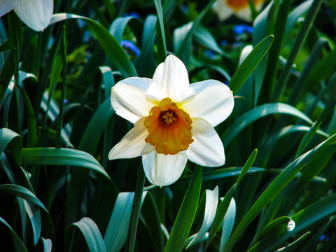 Beautiful white narcis in sunny day on grassy background
