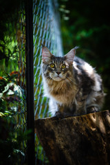 Naklejka na ściany i meble Blue tabby Maincoon cat chilling and sitting in green garden. Yellow eyes cat outdoor in daytime lighting sitting on wooden log. Healthy gray kitten in forest.