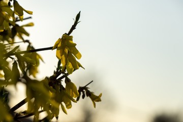 Spring tree flowering - Forsythia flower. Slovakia