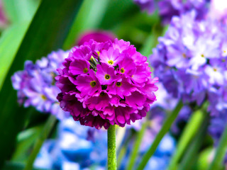 Beautiful pink flower in the ball in sunny day