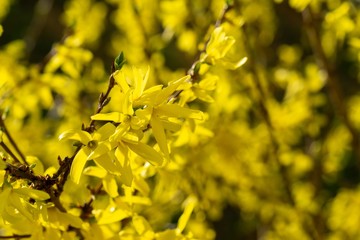 Spring tree flowering - Forsythia flower. Slovakia