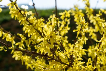 Spring tree flowering - Forsythia flower. Slovakia