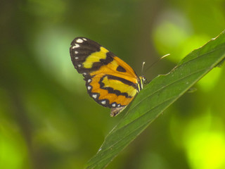 Orange Butterfly Black and White