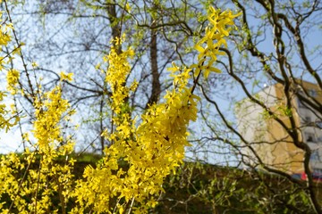Spring tree flowering - Forsythia flower. Slovakia