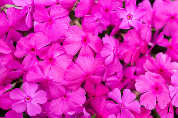 Fototapeta na wymiar Pinke Blüten
