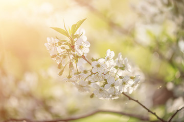 Cherry flowers frame