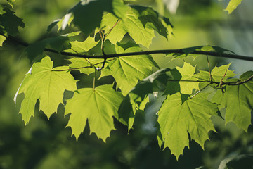 Maple leaves background