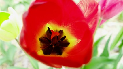 Blick in eine Tulpenblüte, Blütenstempel