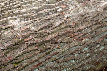 Wooden texture of a trunk bark
