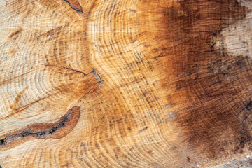 Wooden texture of the inside of a trunk 
