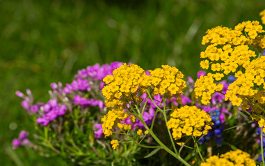 Blooming yellow alyssum and blur purple phlox