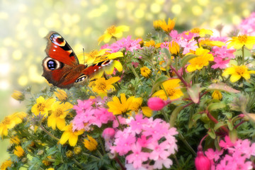 Schmetterling 527