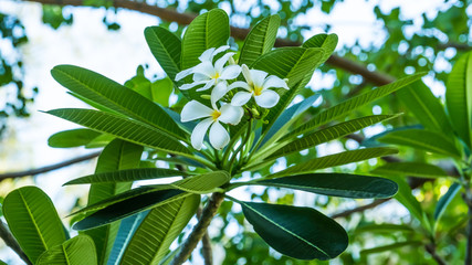 Close up of white flowers at a park in Bangkok