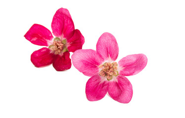 red apple flowers isolated