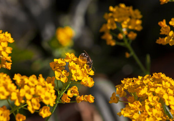 Been collecting honey from blooming yellow alyssum